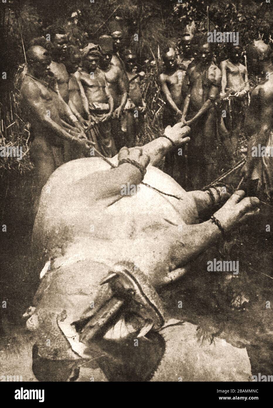C1930 Tribesman autochtone avec un hippopotame pour la nourriture ayant utilisé seulement des lances et la technique commune de blocage d'un journal dans sa bouche pour se protéger pendant la mort. Banque D'Images