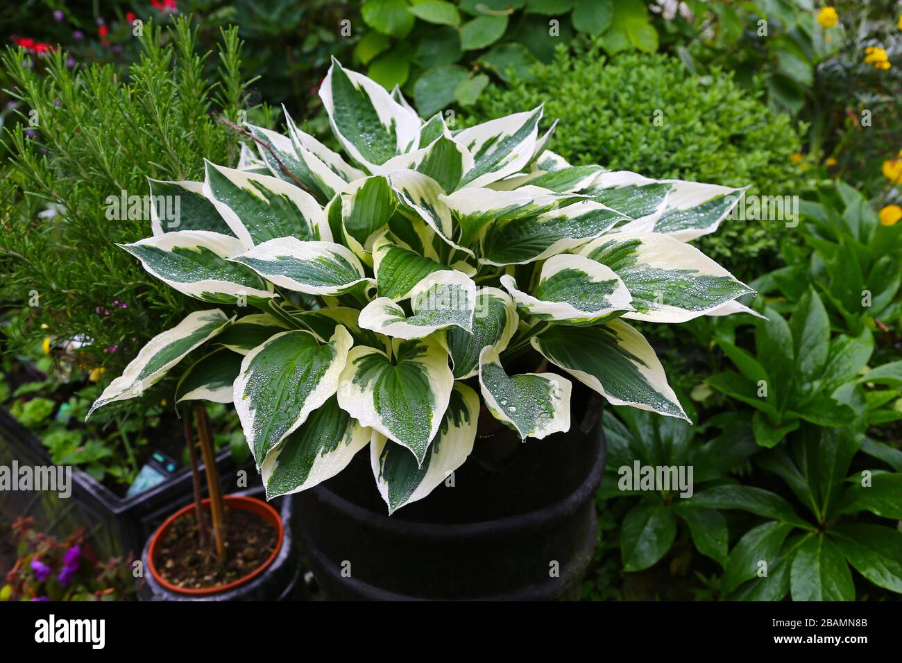 Les feuilles vertes et blanches variégées d'une plante Hosta 'Patriot' Banque D'Images