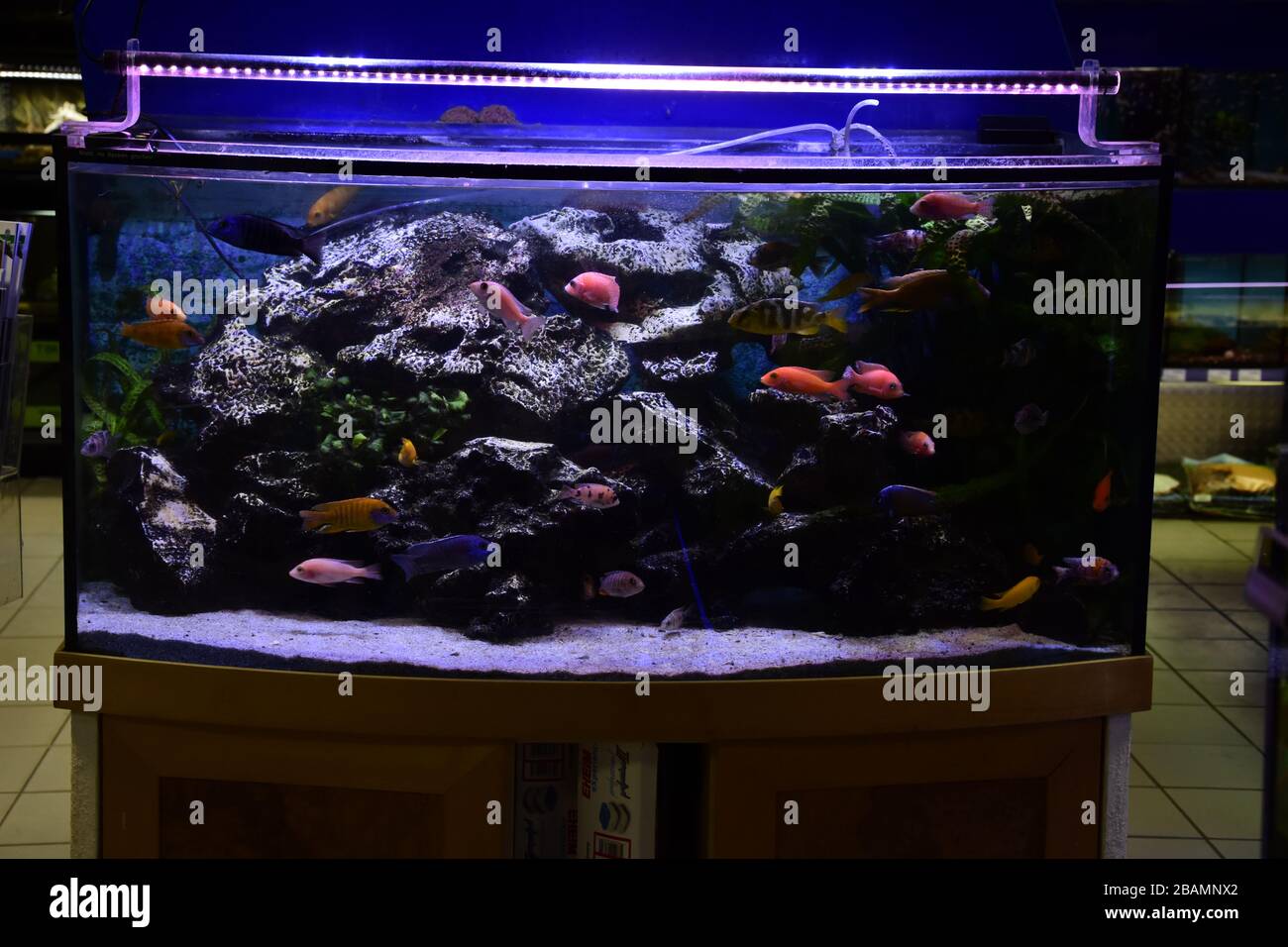 Poissons d'aquarium d'eau douce, poissons de cichlid endémiques provenant de lacs africains et de rivières sud-américaines Banque D'Images