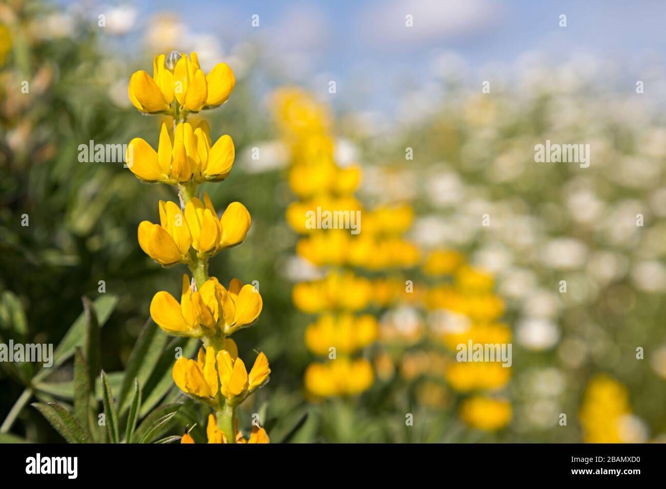 Lupin jaune, Lupinus luteus, Cruz dos Madeiros, Algarve, Portugal Banque D'Images