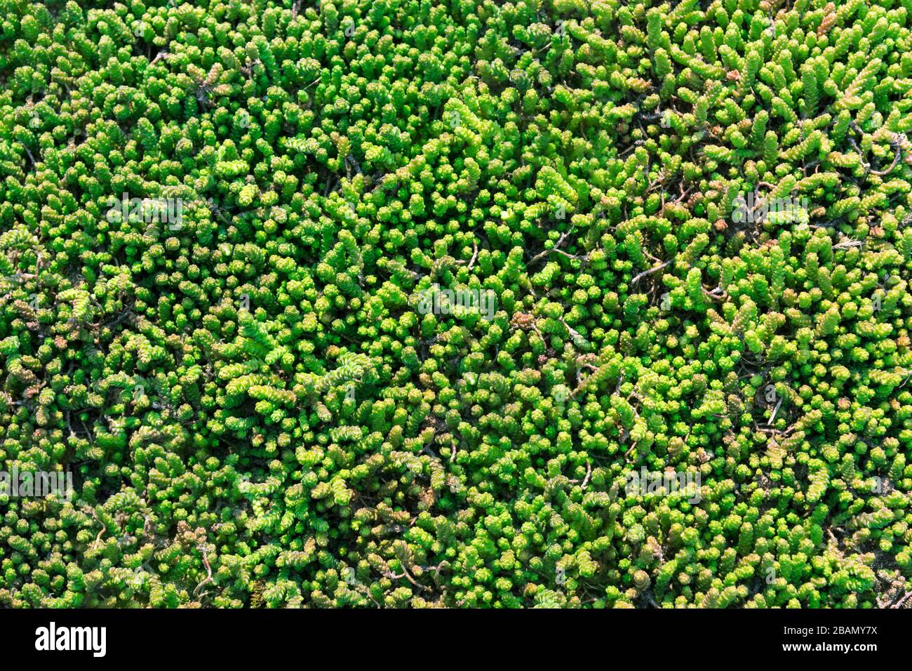 herbe artificielle vert herbe fond de sol, herbe comme arrière-plan Banque D'Images