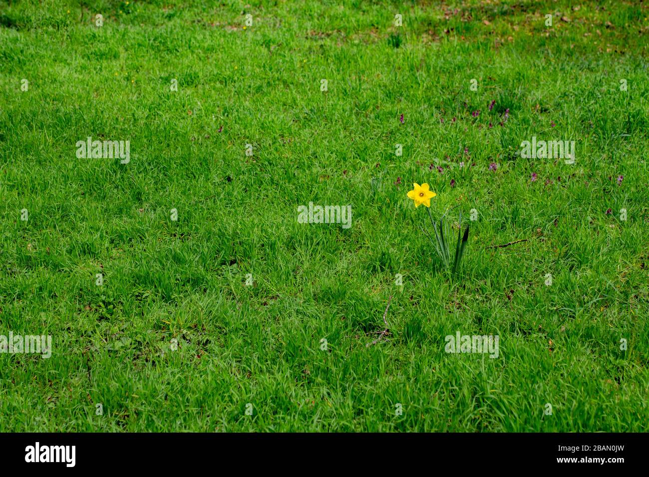 Jonarcisse simple debout seul entouré d'herbe, également appelé Narcisse pseudonarcisse Banque D'Images
