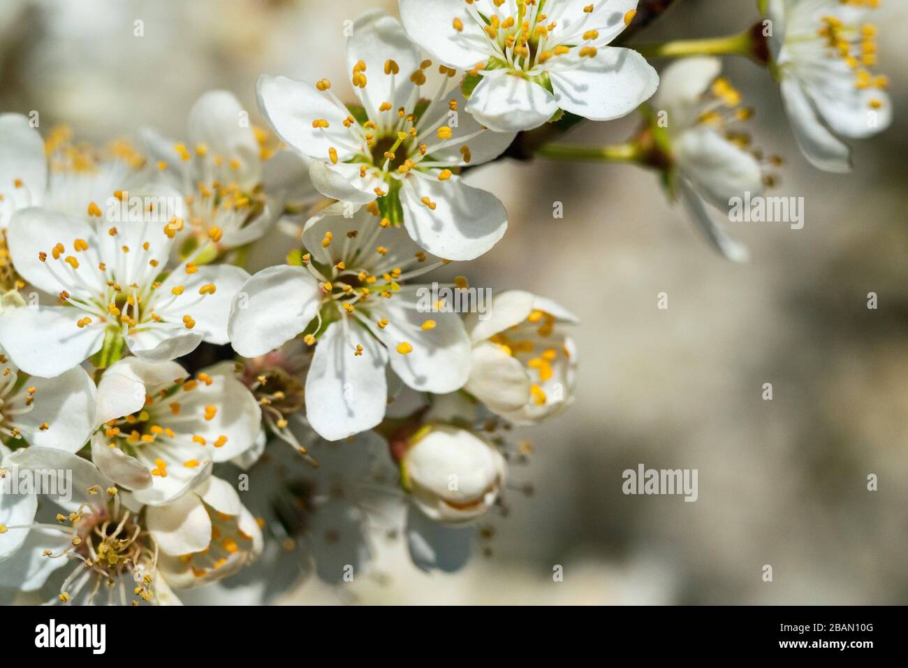 Fleurs blanches sur l'un des premiers arbres fleuris au début du printemps, photo macro Banque D'Images