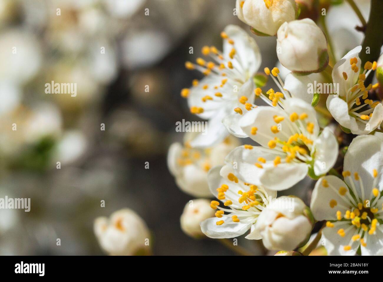 Fleurs blanches sur l'un des premiers arbres fleuris au début du printemps, photo macro Banque D'Images