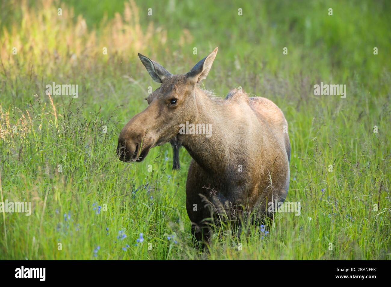 Orignal de vache (Alces alces) pâturage, mi-été, Alaska, États-Unis, par Dominique Braud/Dembinsky photo Assoc Banque D'Images