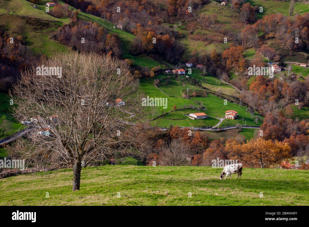 Vallée de l'Ason dans le Parkland 'Collados del Ason' Cantabria, Espagne. Banque D'Images