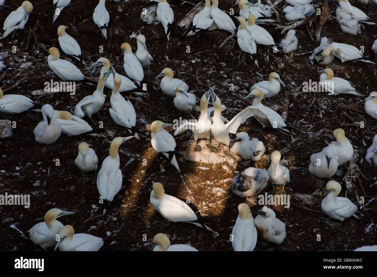 Colonie de gannets sur l'île de Bonaventure près de Peré, Gaspesie (QC), août 2013 (photo : Sébastien Lavallee) Banque D'Images