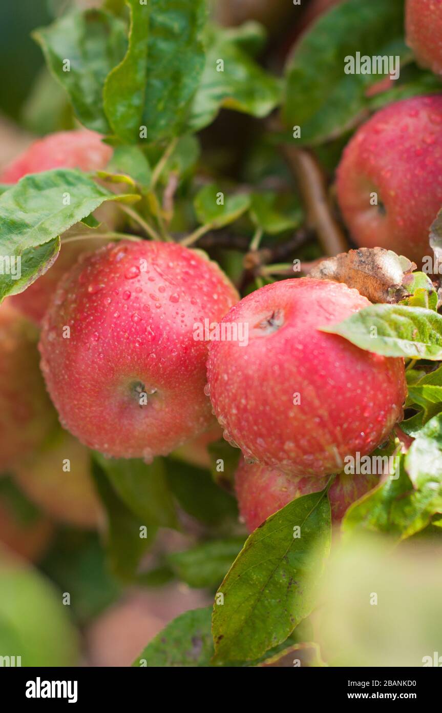 Plusieurs pommes rouges avec feuilles vertes sur l'arbre avec gouttes de rosée sous pluie Banque D'Images