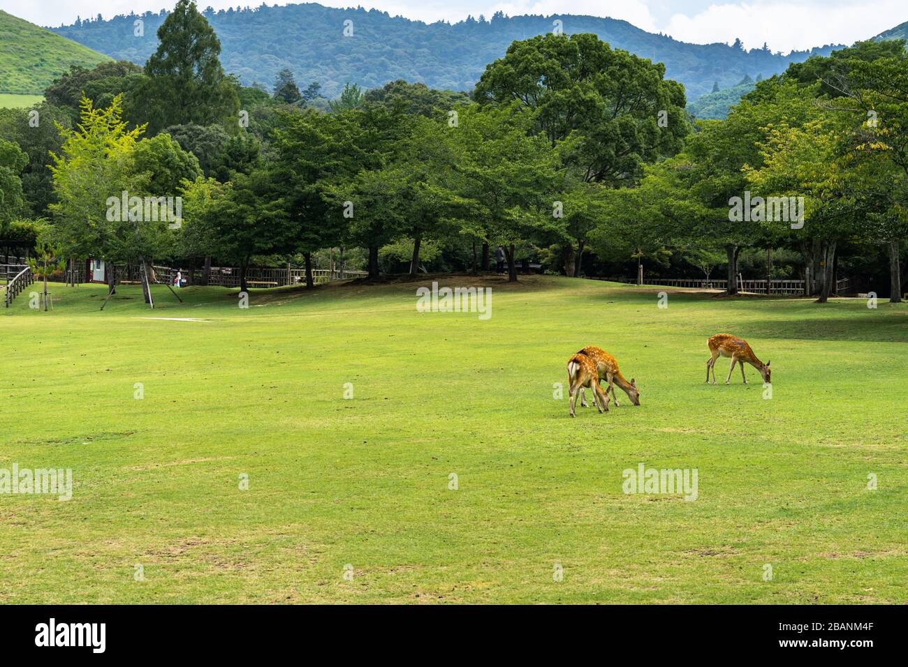 Pâturage de cerf au parc Nara, Japon. Au parc Nara, il y a plus de 1000 roaming libre et ils sont devenus le symbole de la ville Banque D'Images