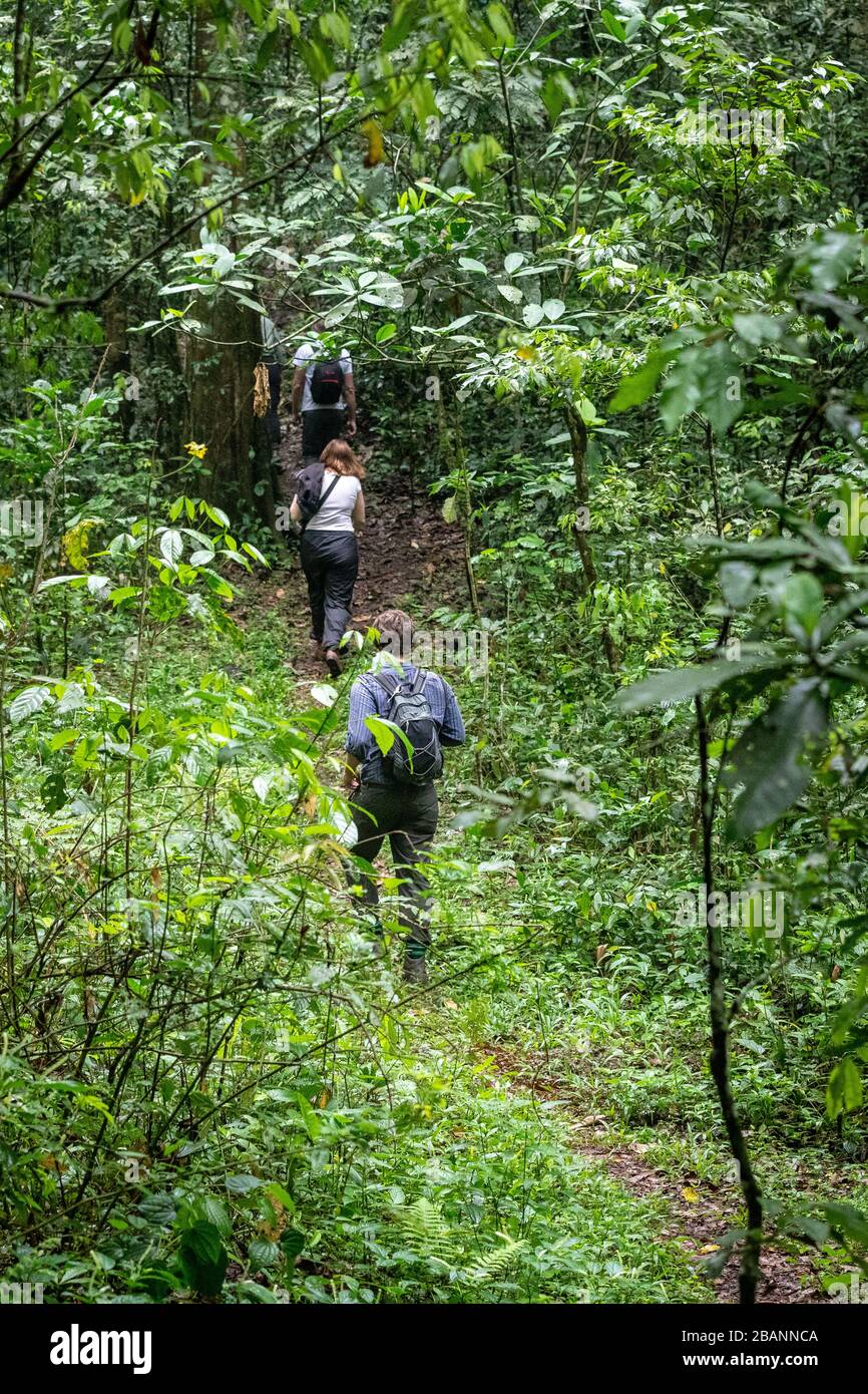Chimpanzé trekking dans le parc national de Kibale, Ouganda Banque D'Images