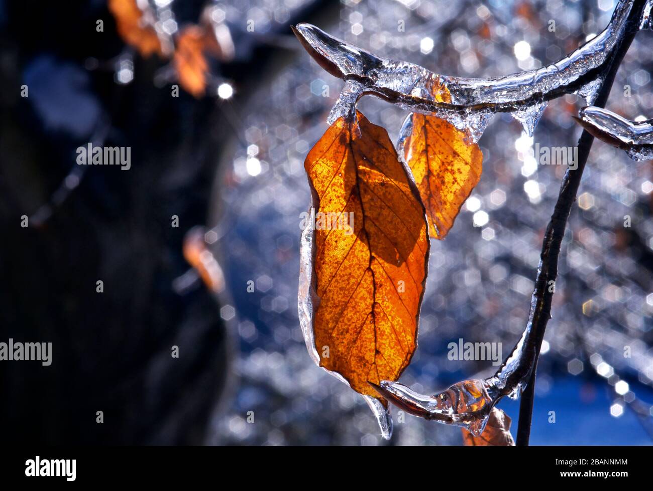 Gros plan des feuilles après une tempête de pluie verglaçante, temps violent. Banque D'Images
