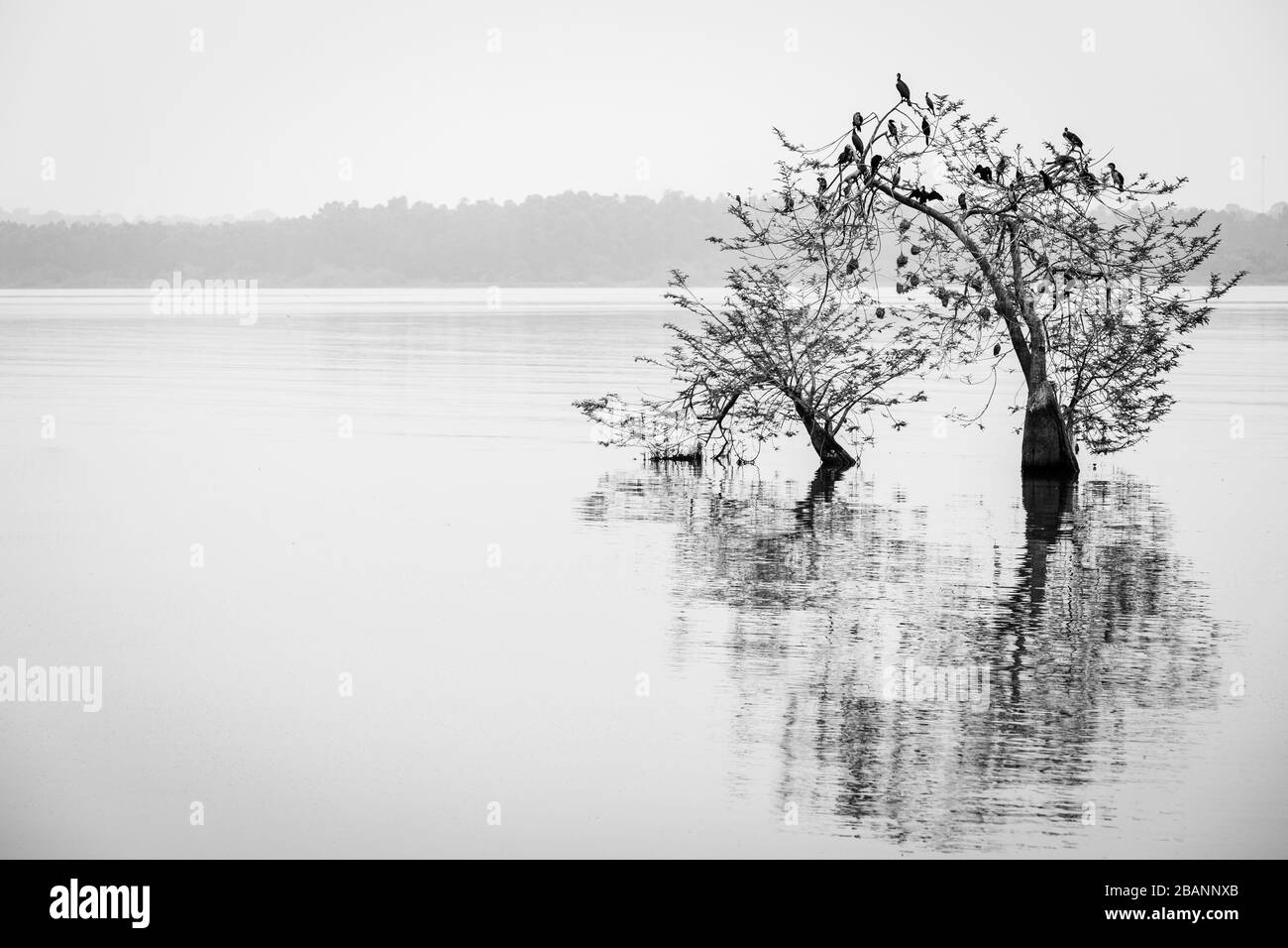 Les cormorans perch dans un arbre sur le lac Victoria, Entebbe, Ouganda Banque D'Images