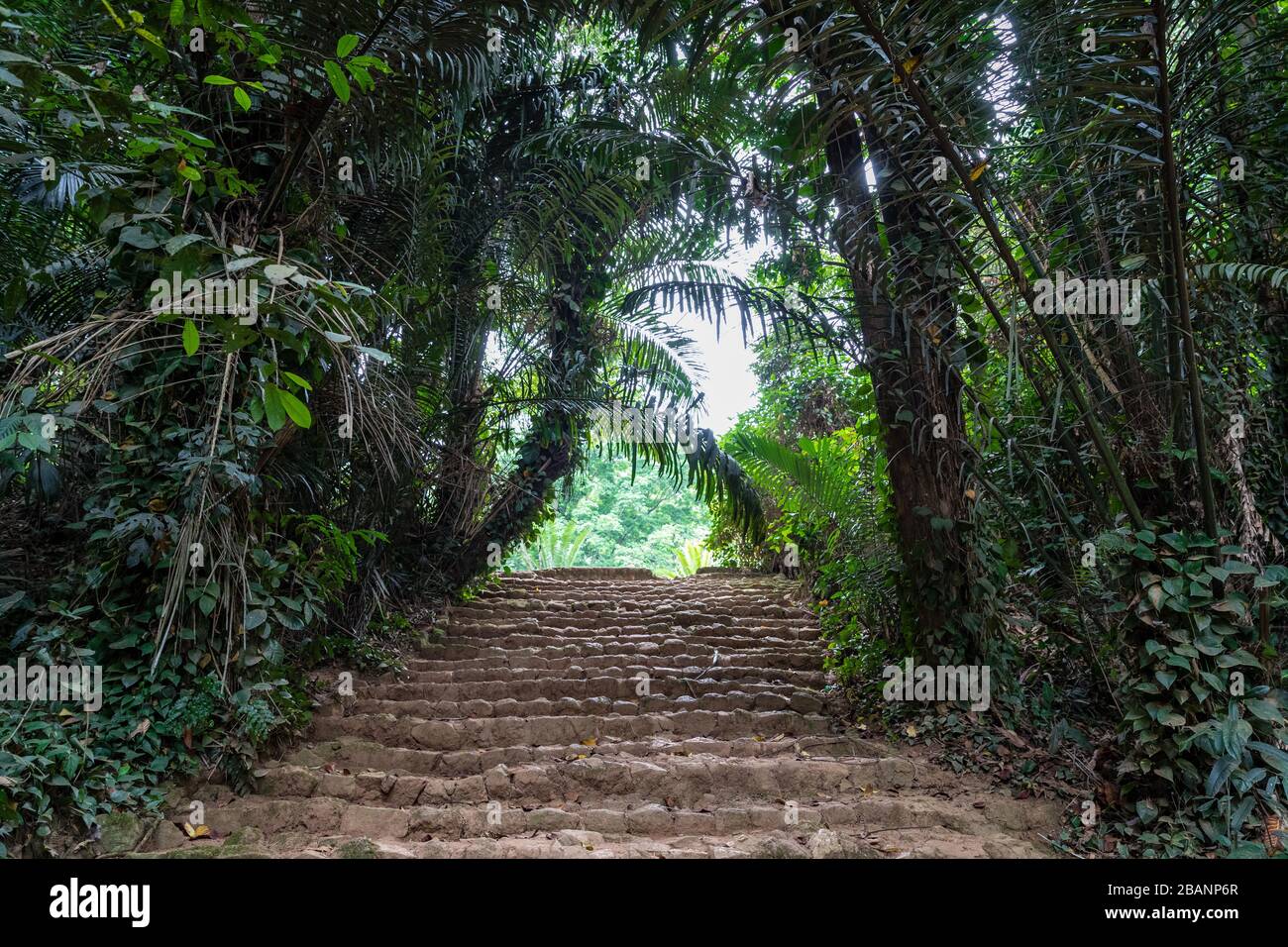 Jardins botaniques d'Entebbe, Ouganda Banque D'Images