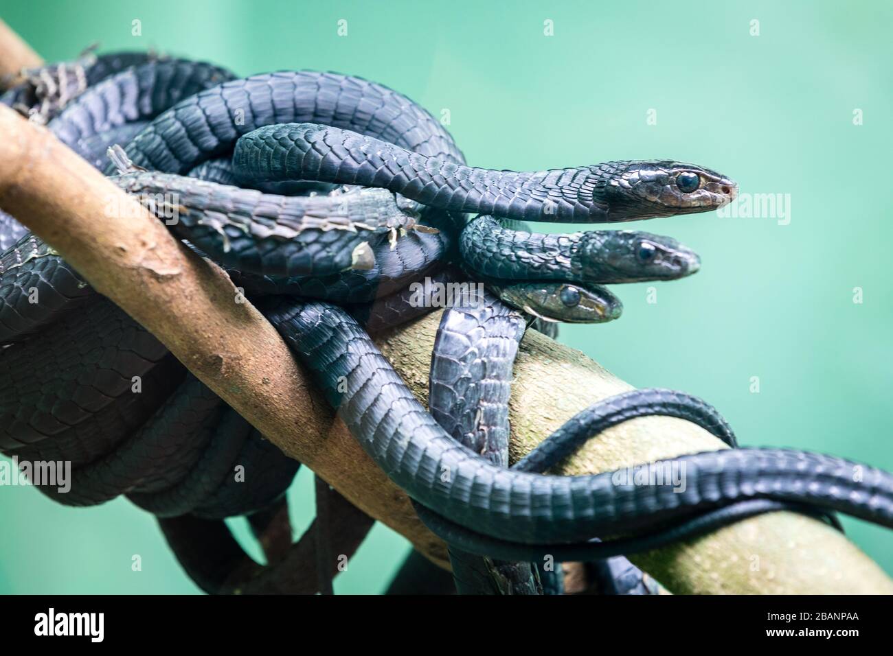 Jackson's Tree Snakes, Thrasops jacksonii, à Ouganda Reptiles Village, Entebbe, Ouganda Banque D'Images