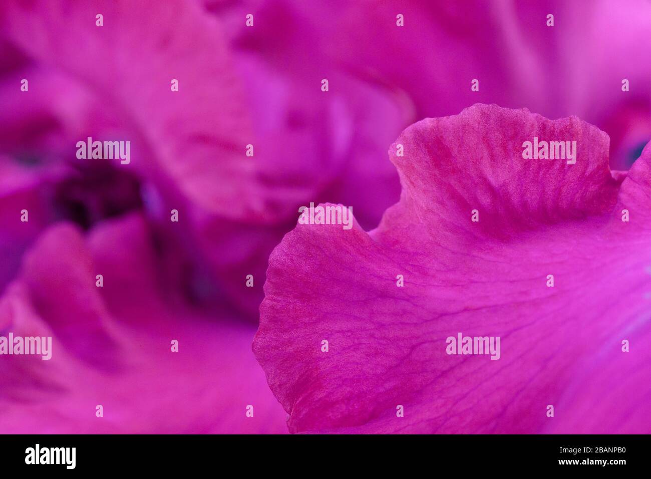 Macro gros plan fleurs rose vif iris Banque D'Images