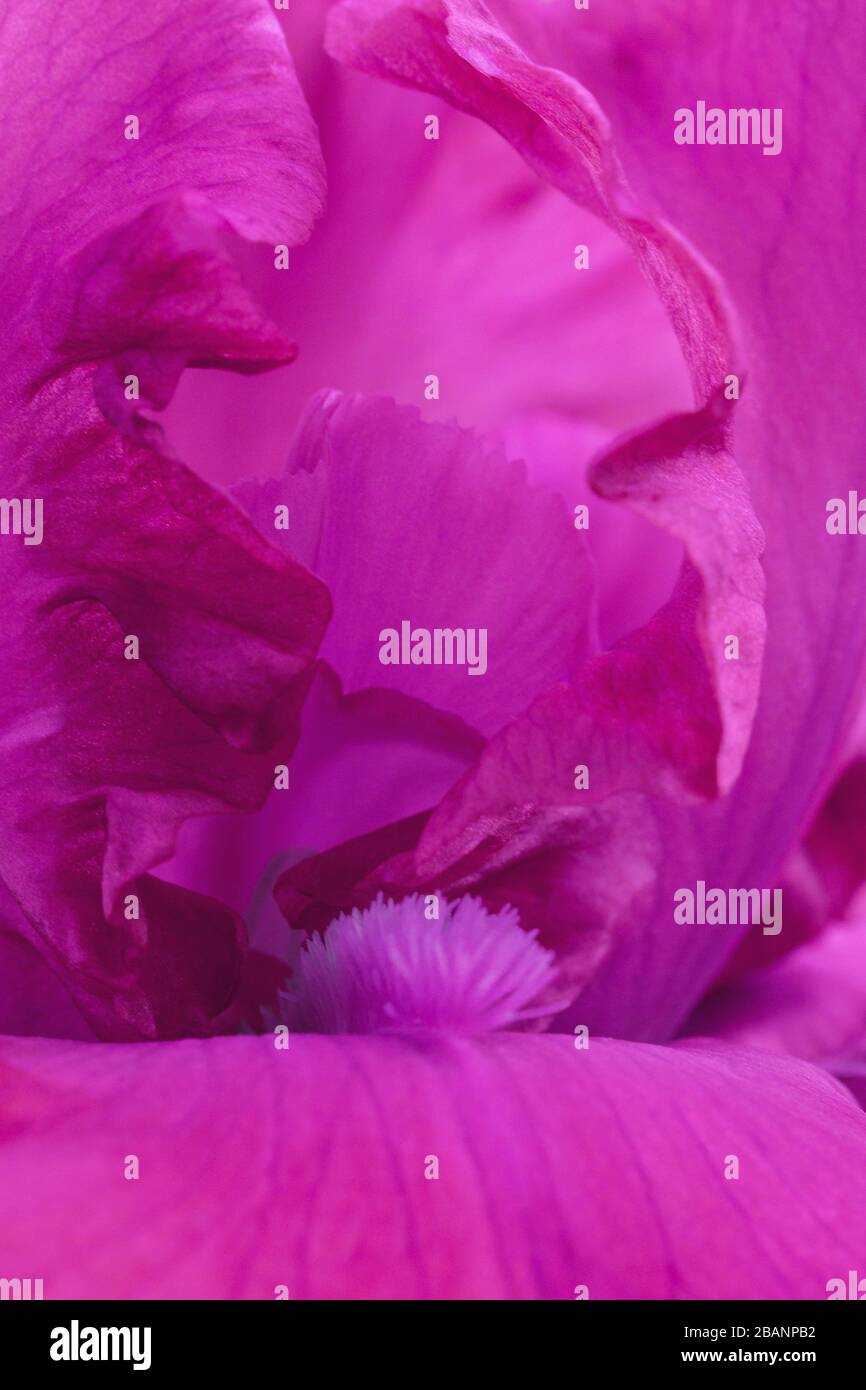 Macro gros plan fleurs iris rose chaud Banque D'Images