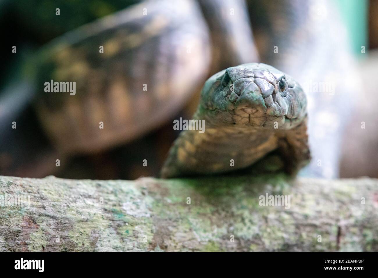 Cobra égyptienne (Naja haje) au village des Reptiles de l'Ouganda, Entebbe, Ouganda Banque D'Images