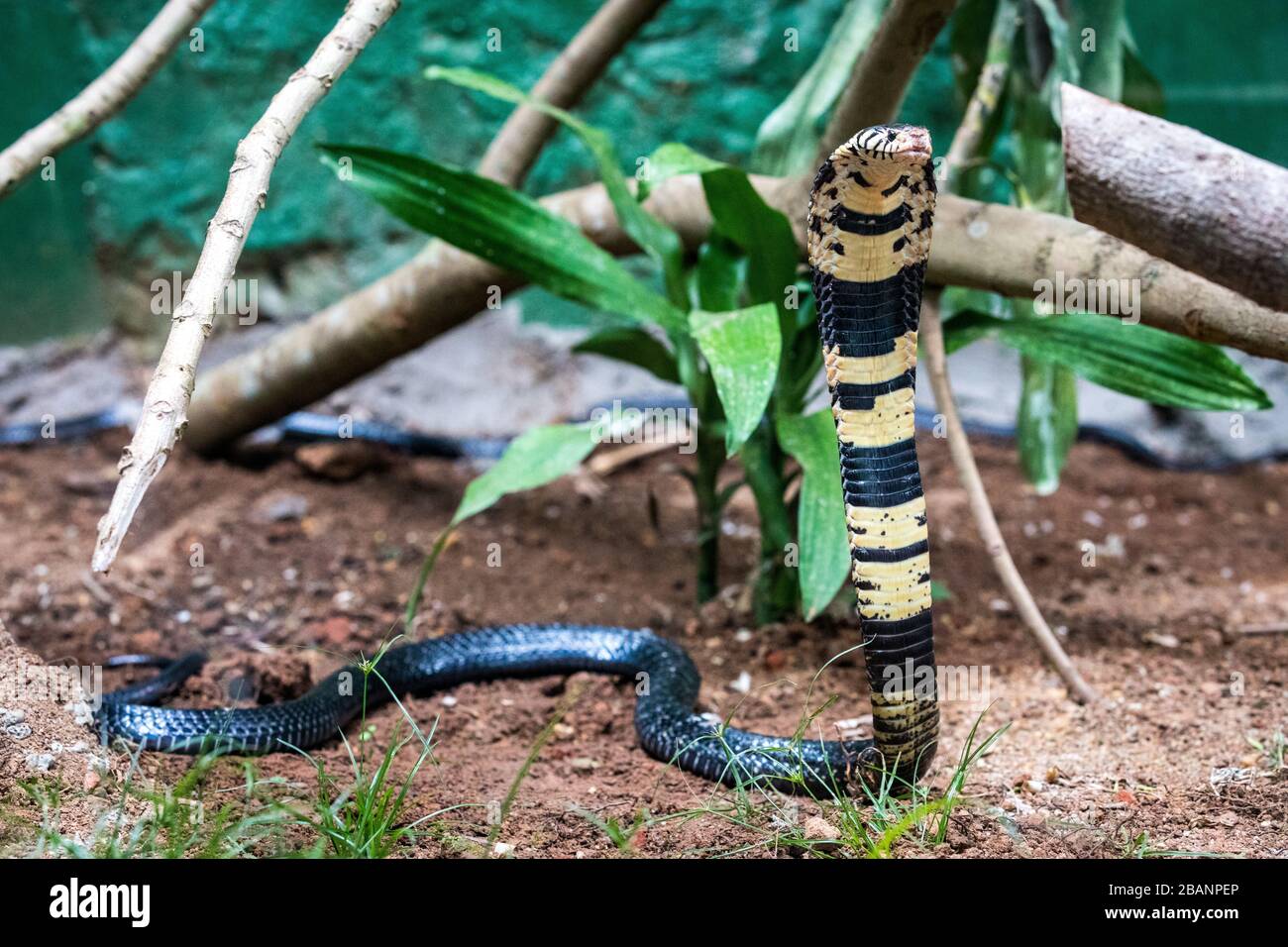 Cobra forestière (Naja melanoleuca) au village des Reptiles de l'Ouganda, Entebbe, Ouganda Banque D'Images