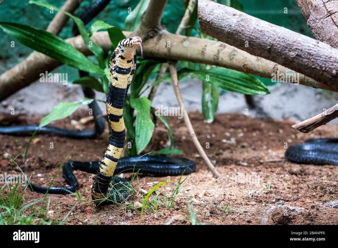 Cobra forestière (Naja melanoleuca) au village des Reptiles de l'Ouganda, Entebbe, Ouganda Banque D'Images