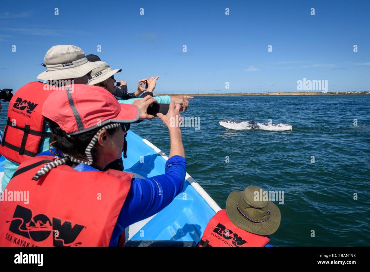 Excursion d'observation des baleines Sea kayak Adventures à Bahia Magdalena, Baja California sur, Mexique. Banque D'Images