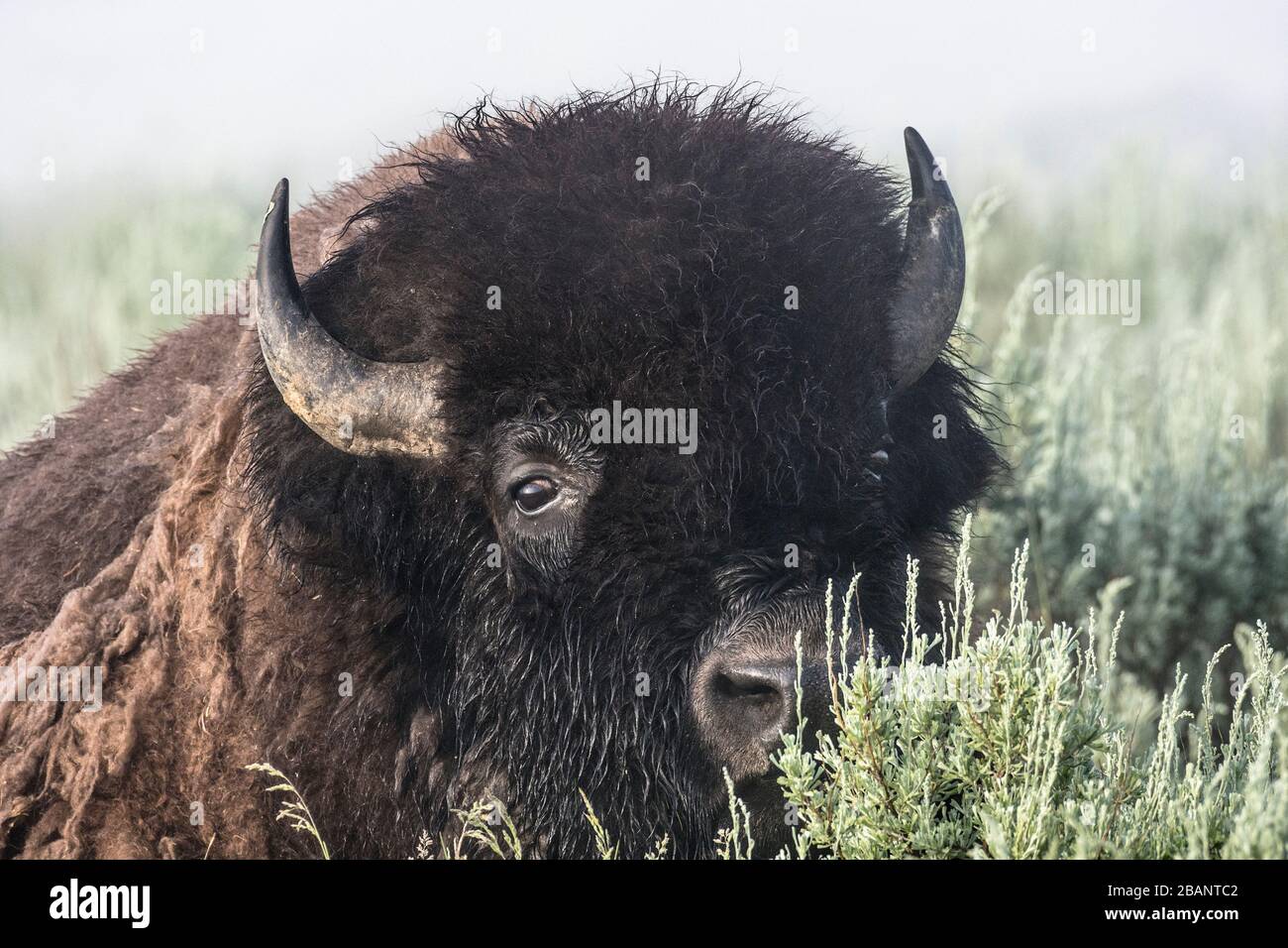 Un bison des taureaux (alias buffle américain) dans le nord du Wyoming. Banque D'Images