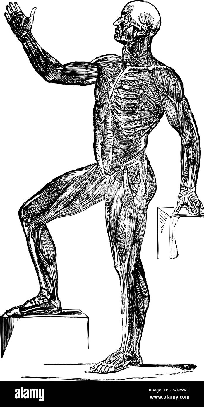 Muscles du corps humain, dessin d'art vintage gravé en trait noir et blanc Illustration Illustration de Vecteur