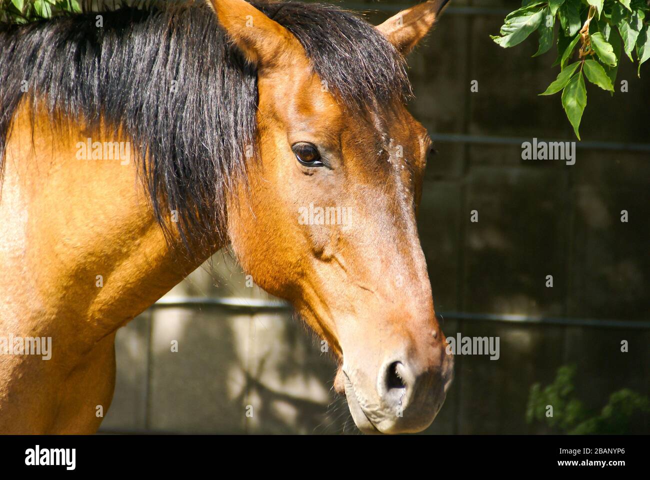 Gros plan de la tête d'un cheval brun du côté près de quelques feuilles avec un fond sombre sur une journée ensoleillée Banque D'Images