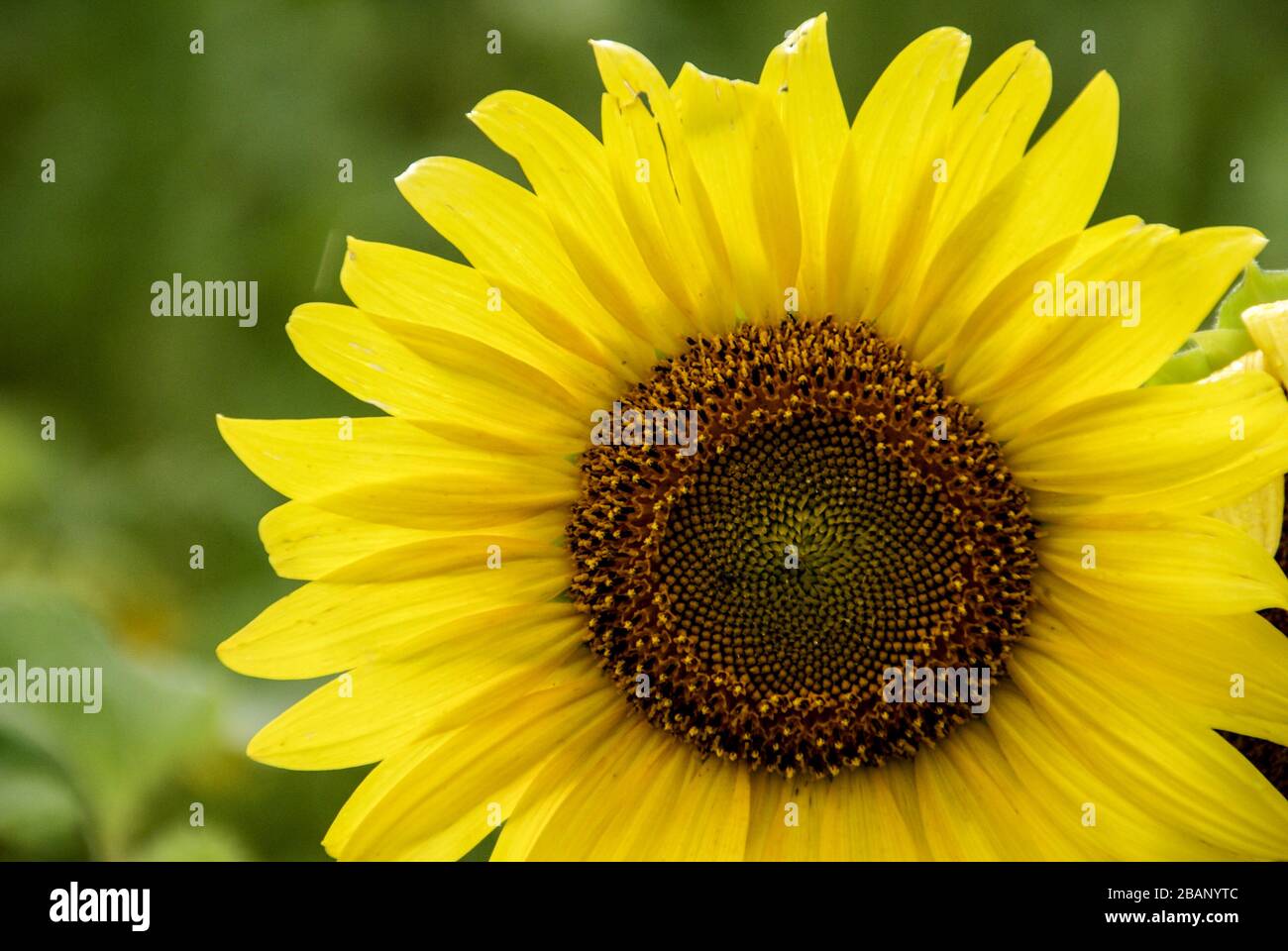 Plante de tournesol jaune à floraison unique avec fond vert Banque D'Images