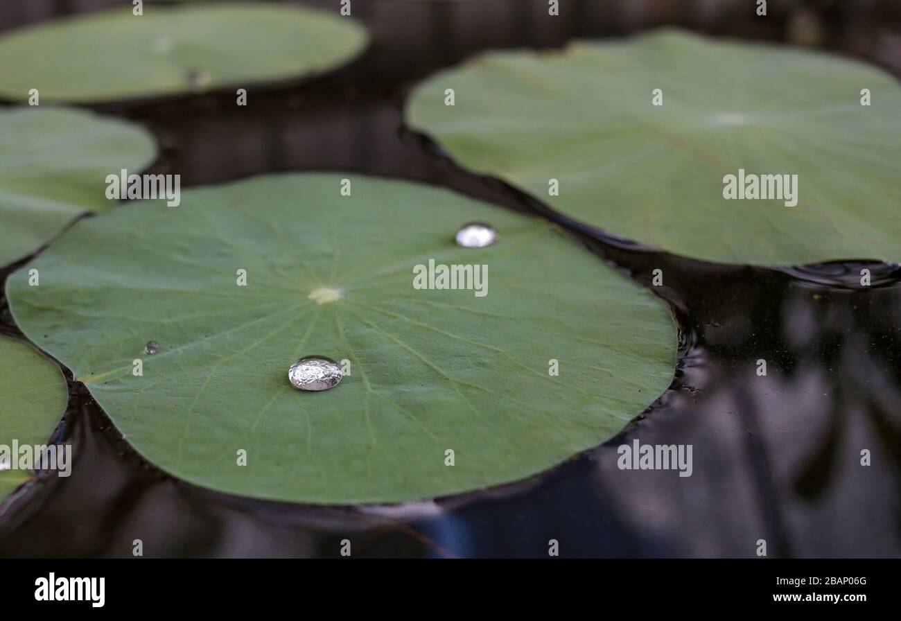 L'eau douce laisse dans l'étang Banque D'Images