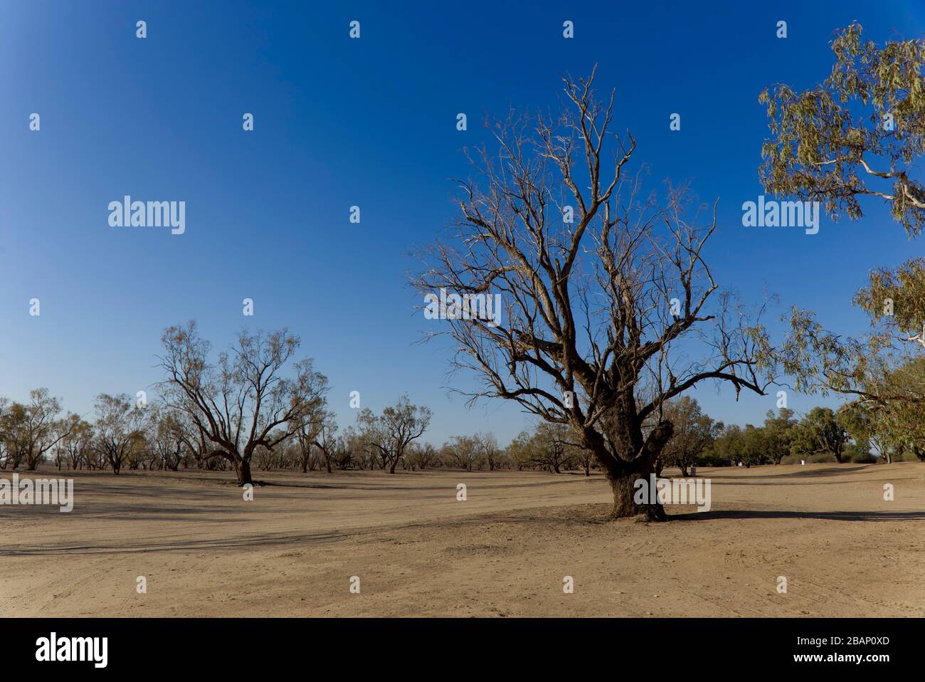 La plaine inondable entourant le trou d'eau de Dig Tree de Burke et Wills Fame Coopers Creek Western Queensland Australie Banque D'Images