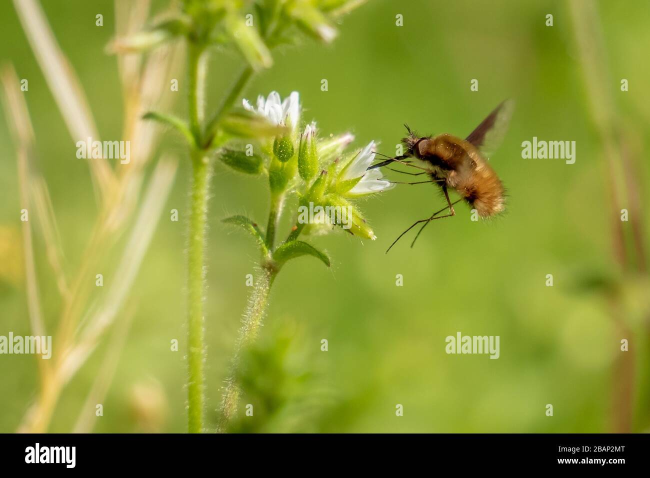 Une plus grande mouche d'abeille récupérer le nectar de la fleur de l'herbe chiche au début du printemps. Crowder Park, Apex, Caroline du Nord. Banque D'Images