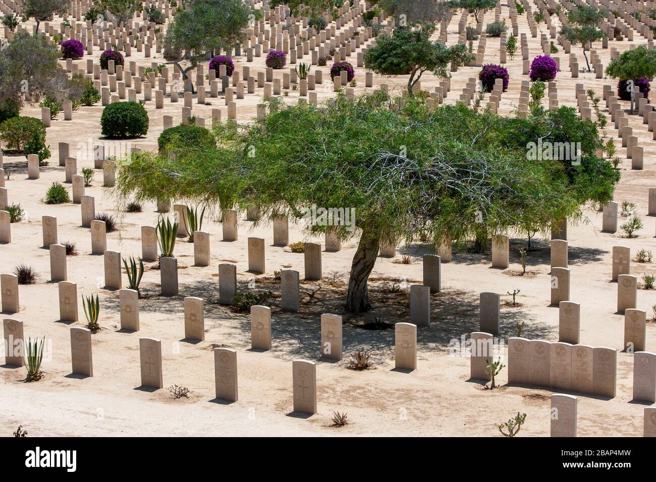 La guerre du Commonwealth tombe au cimetière de guerre d'El Alamein dans le nord de l'Égypte. Le cimetière contient les tombes des deux soldats de l'Empire britannique de la seconde Guerre mondiale. Banque D'Images