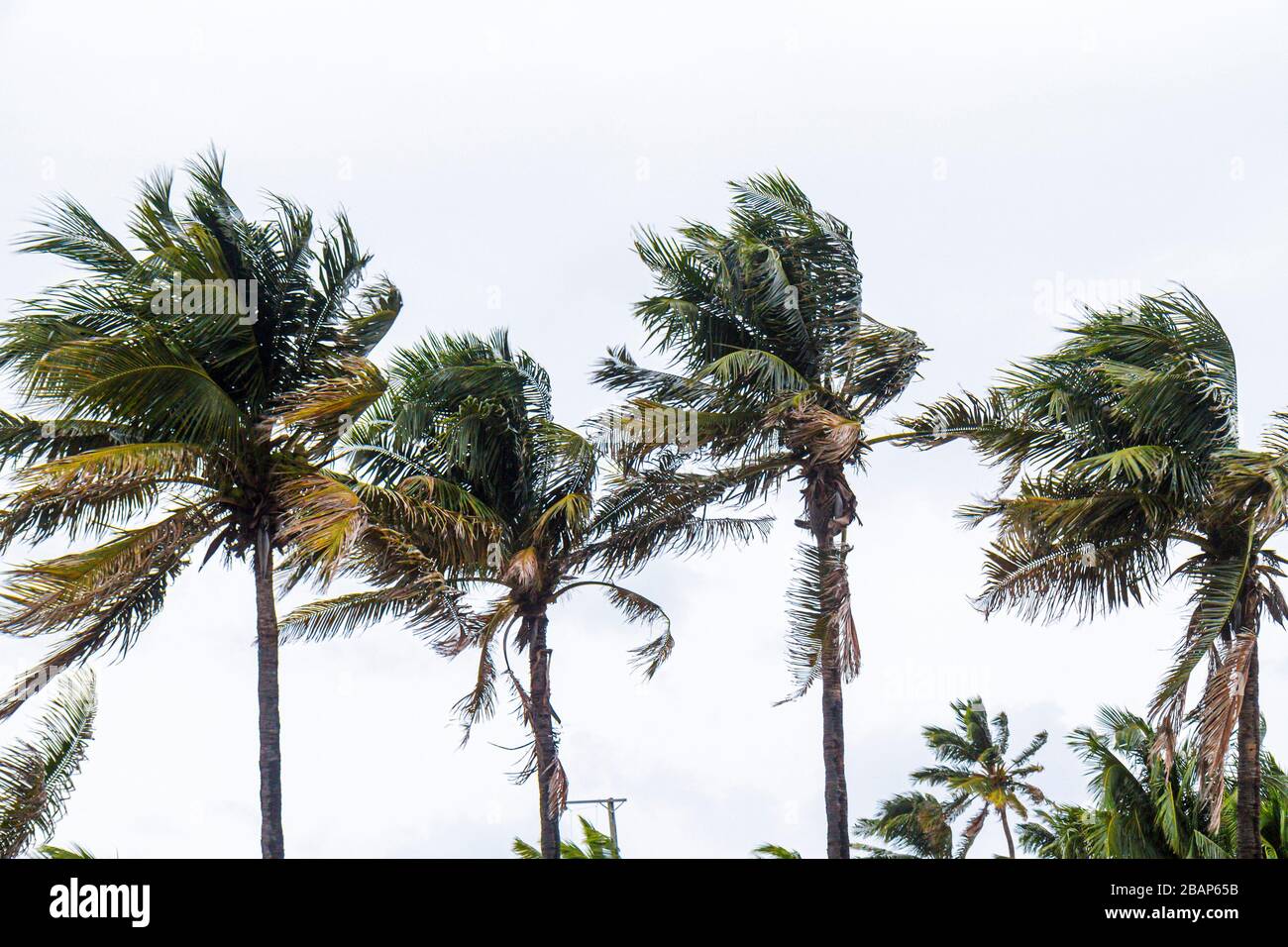 Miami Beach Floride, palmiers, vent, souffle dans le vent, tempête tropicale, ouragan, vents forts, les visiteurs voyage visite touristique site touristique l Banque D'Images