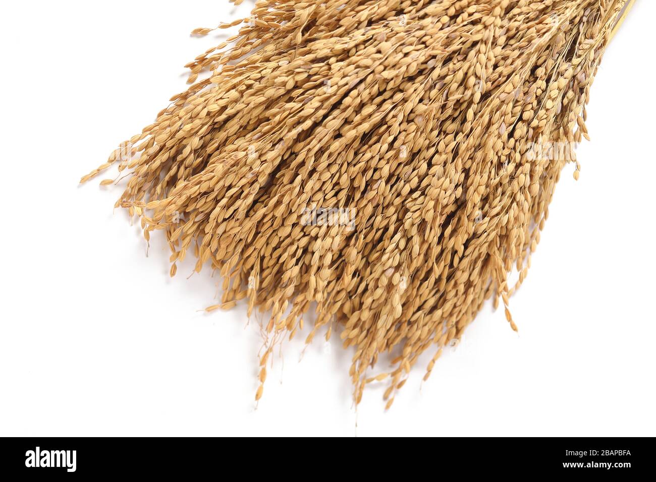 Détails de plante de riz séché sur fond blanc Banque D'Images