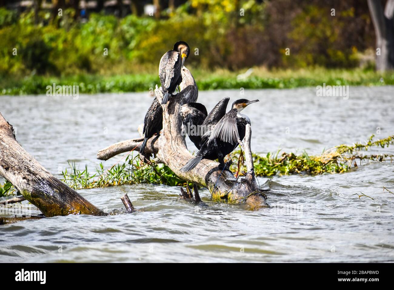 Grands cormorans perchés sur un arbre mort. Banque D'Images