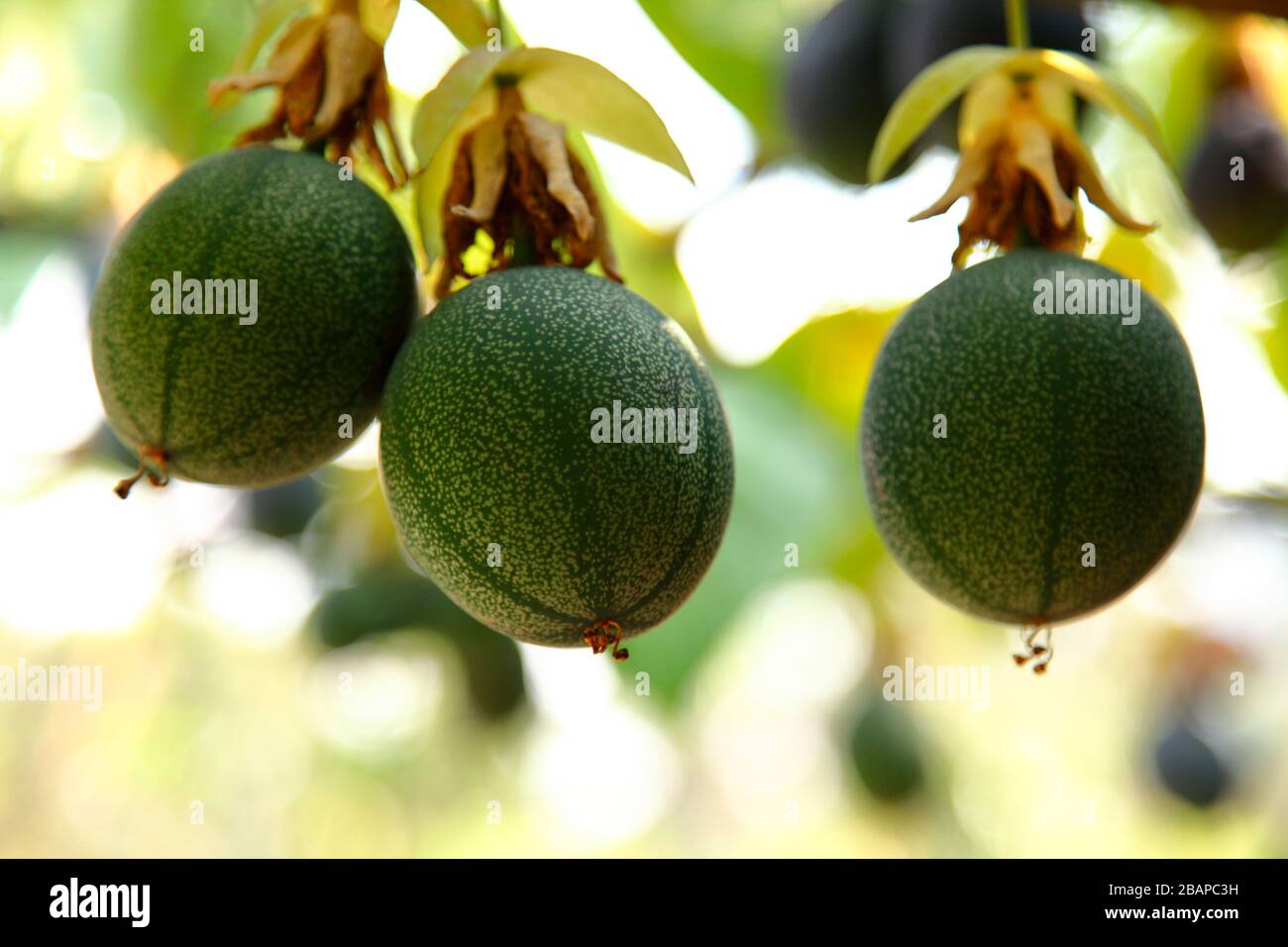 Le fruit de la passion, scientifiquement connu sous le nom de Passiflora edulis, est un fruit tropical envoûtant. Sa saveur est une délicieuse fusion de sucré et de tarte. Banque D'Images