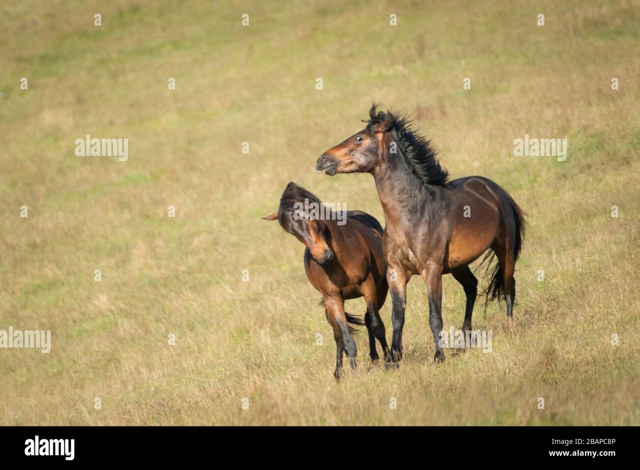 Deux stallions sauvages ludiques de Kaimanawa Banque D'Images