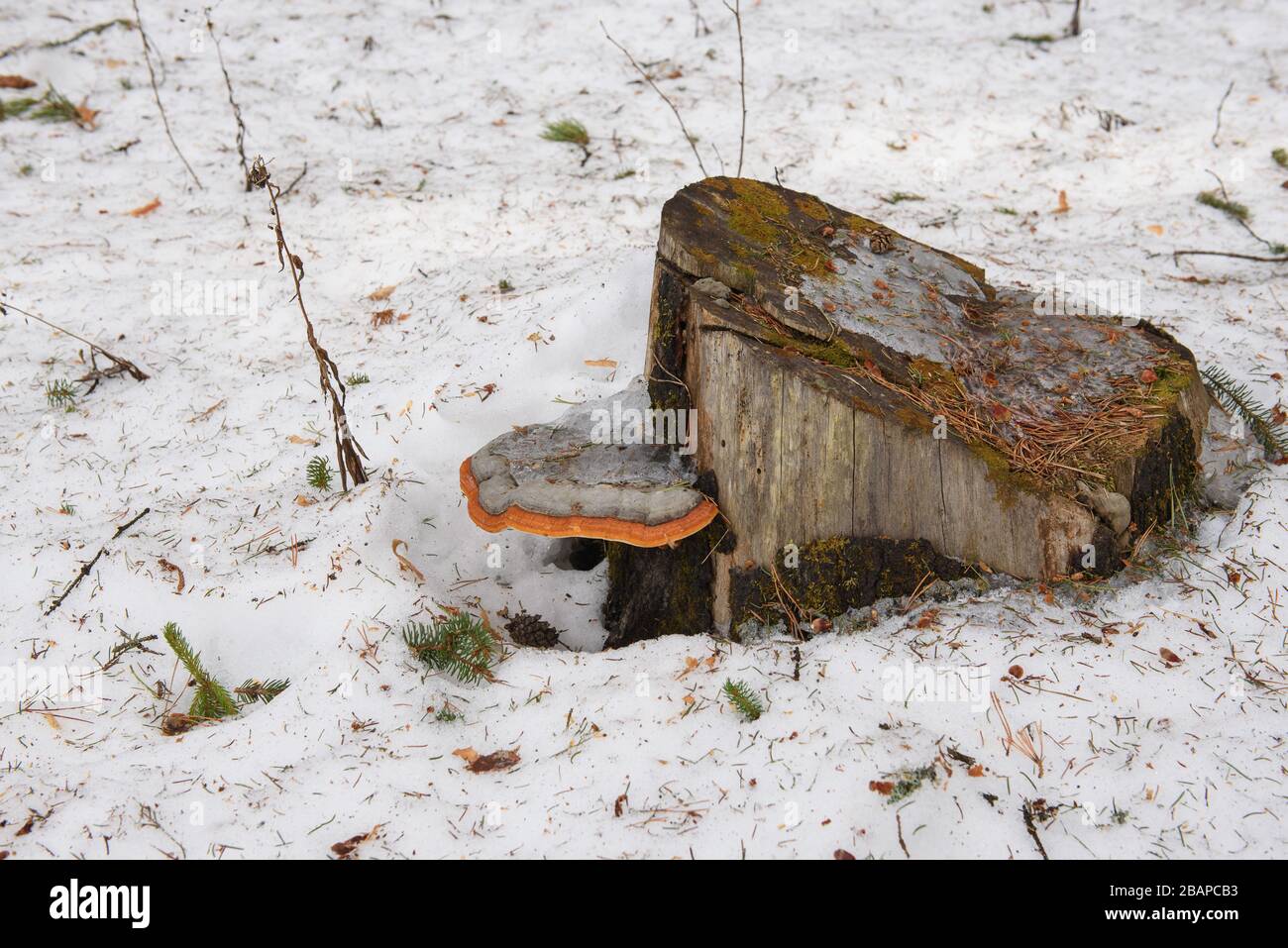 Gros plan. La chaga grandit sur une bosse dans la forêt au début du printemps. Banque D'Images