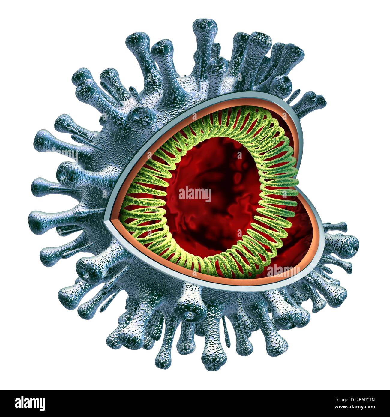Concept d'anatomie cellulaire du coronavirus comme diagramme anatomique conceptuel de la section transversale du virus covid-19 avec le brin d'ARN comme pathogène contagieux. Banque D'Images
