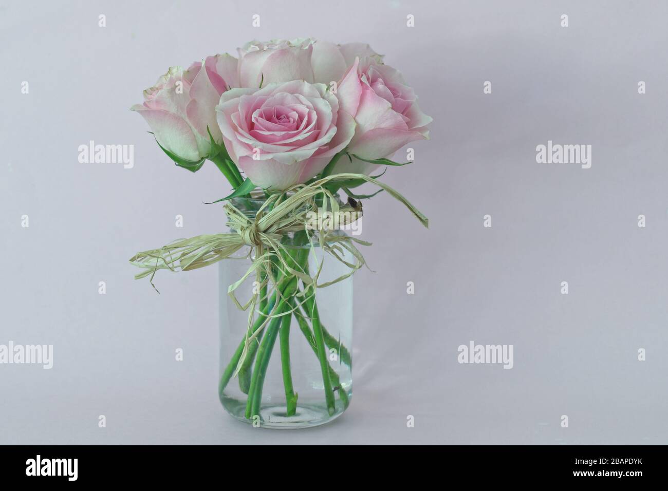 Roses roses dans un vase. Banque D'Images