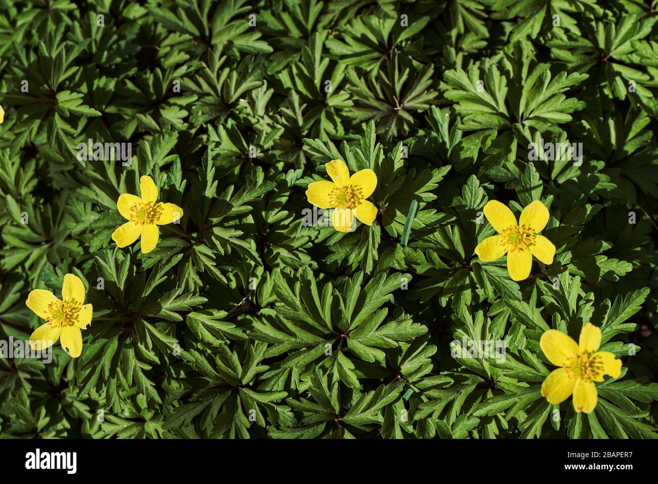 Fleurs d'anemone jaune fleuries (anemone ranunculoides) vue de dessus avec feuilles vertes, fond floral Banque D'Images