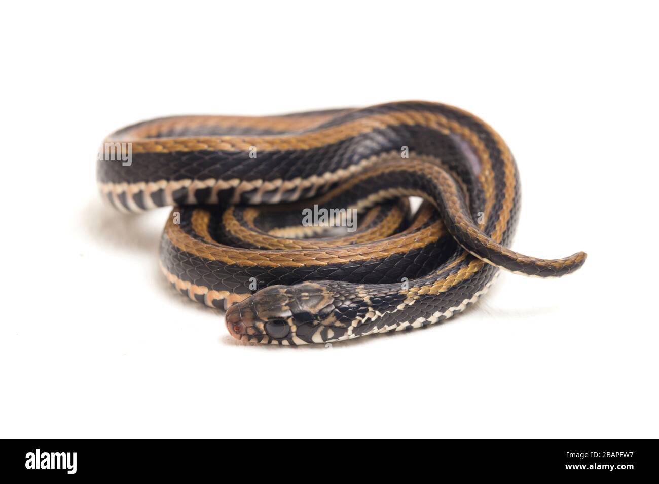 Le keelback rayé, Xenochromphis vittatus, est une espèce de serpent que l'on trouve principalement en Indonésie isolée sur fond blanc Banque D'Images