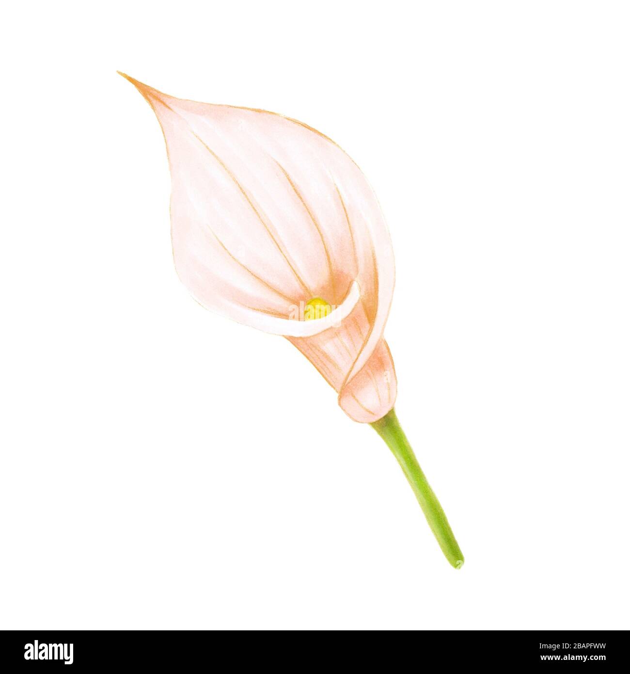 Dessin à la main doux rose-beige calla lily sur fond blanc. Élément exotique décoratif pour les cartes d'invitation, le textile, l'impression et le design. Banque D'Images