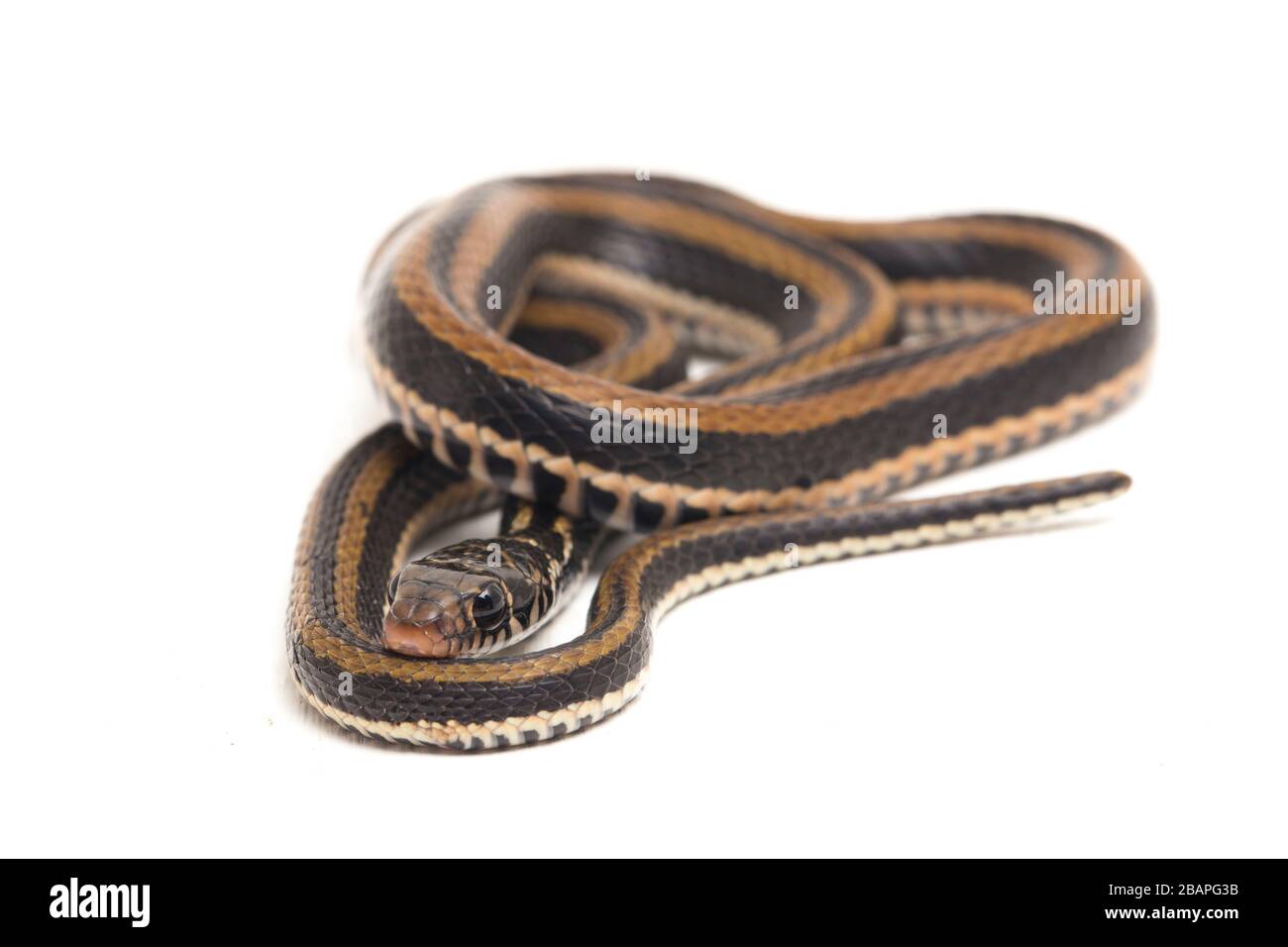 Le keelback rayé, Xenochromphis vittatus, est une espèce de serpent que l'on trouve principalement en Indonésie isolée sur fond blanc Banque D'Images