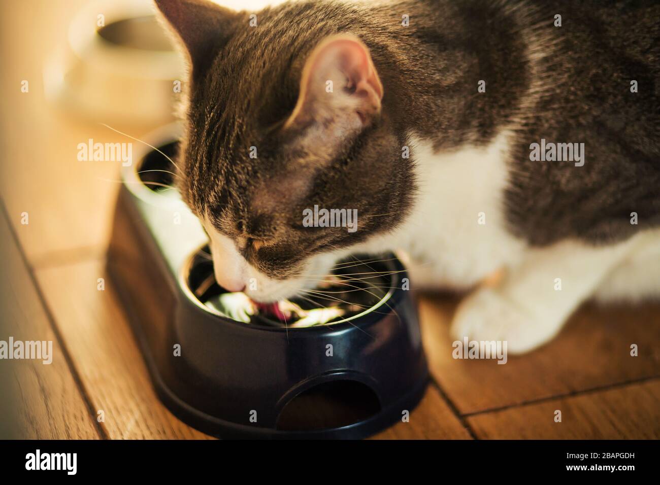 Un chat de maison gris mignon se trouve sur le plancher en bois et des boissons d'un bol bleu d'eau, illuminé par une lumière. Banque D'Images