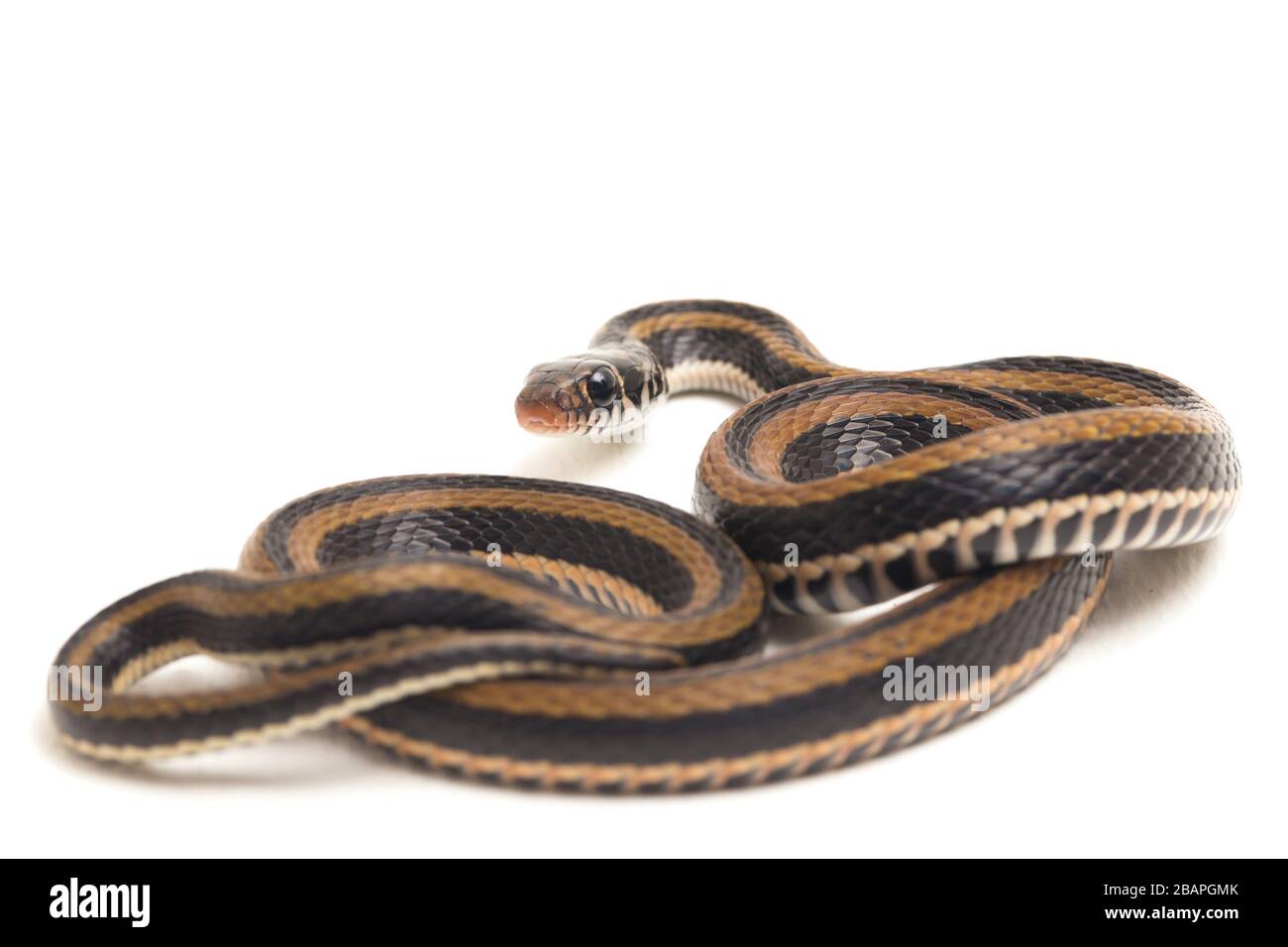 Le keelback rayé, Xenochromphis vittatus, est une espèce de serpent que l'on trouve principalement en Indonésie isolée sur fond blanc Banque D'Images