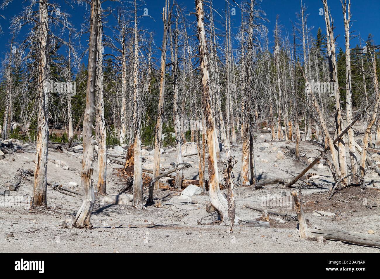 Arbres morts causés par les émissions de dioxyde de carbone à Mammoth Mountain, Mammoth Lakes, Californie, États-Unis. Banque D'Images