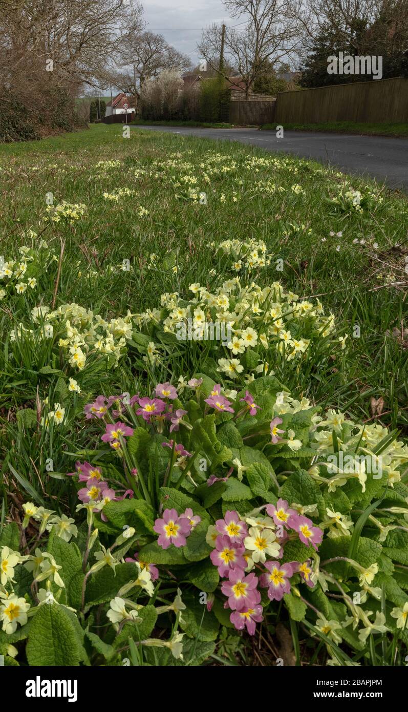 En bordure de route avec Primroses, Primula vulgaris, (y compris les formes roses), aux côtés d'Ashley Wood à Tarrant Keyneston, Dorset. Banque D'Images