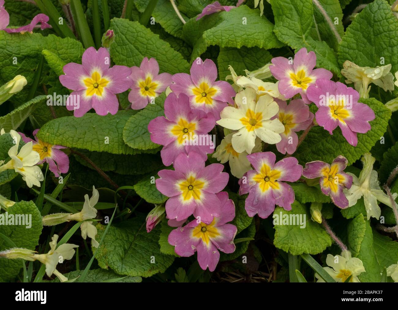 Primula vulgaris, Primula vulgaris, à l'onagre commune, sous forme de rose mixte et de jaune normal, bord de forêt, Dorset. Banque D'Images