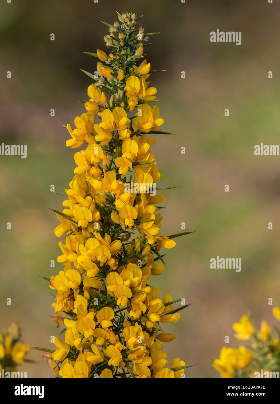 Gorse commune, Ulex europaeus, en fleur au début du printemps, Dorset. Banque D'Images